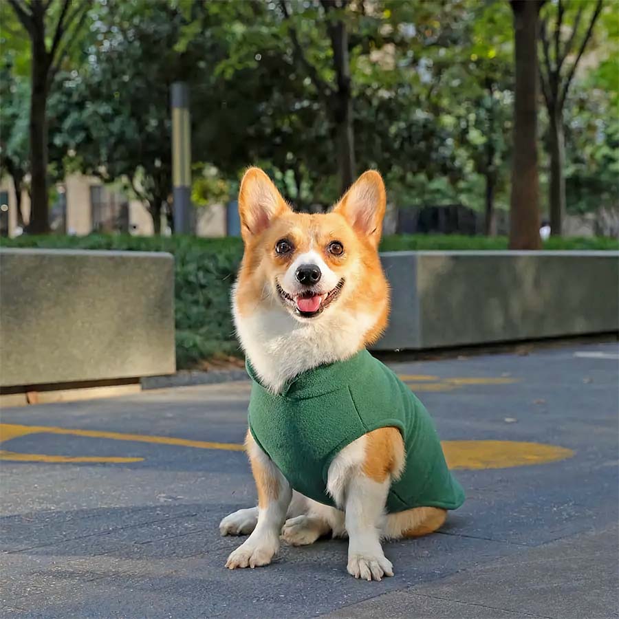 Corgi sitting down, near trees with tongue sticking out, wearing the Fido Fleece Jacket in Forest Green from online dog clothing store they made me wear it.