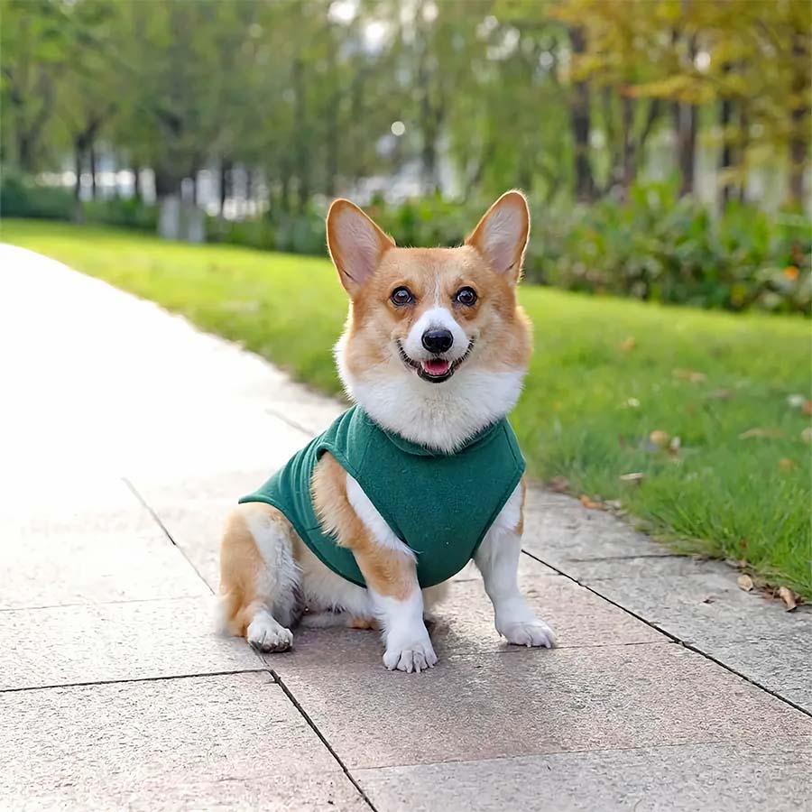 Corgi sitting down on a sidewalk, wearing the Fido Fleece Jacket in Forest Green from online dog clothing store they made me wear it.