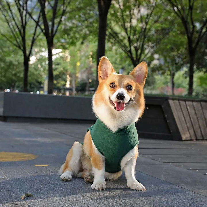 Corgi sitting down with tongue sticking out, wearing the Fido Fleece Jacket in Forest Green from online dog clothing store they made me wear it.