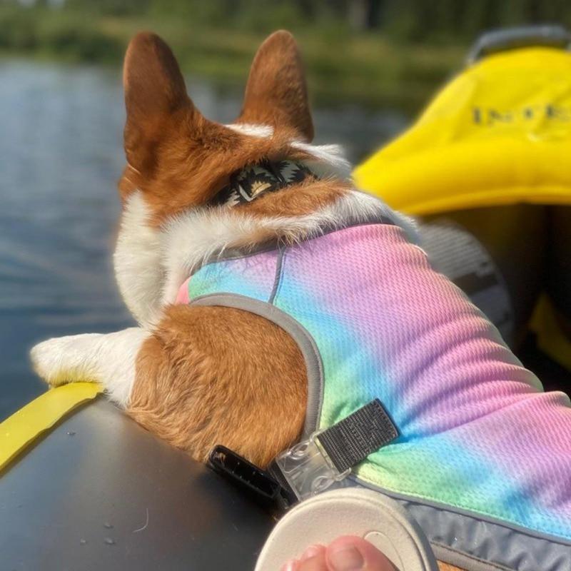 Corgi wearing the Iridescent Gray Dog Cooling Vest from online dog clothing store they made me wear it.