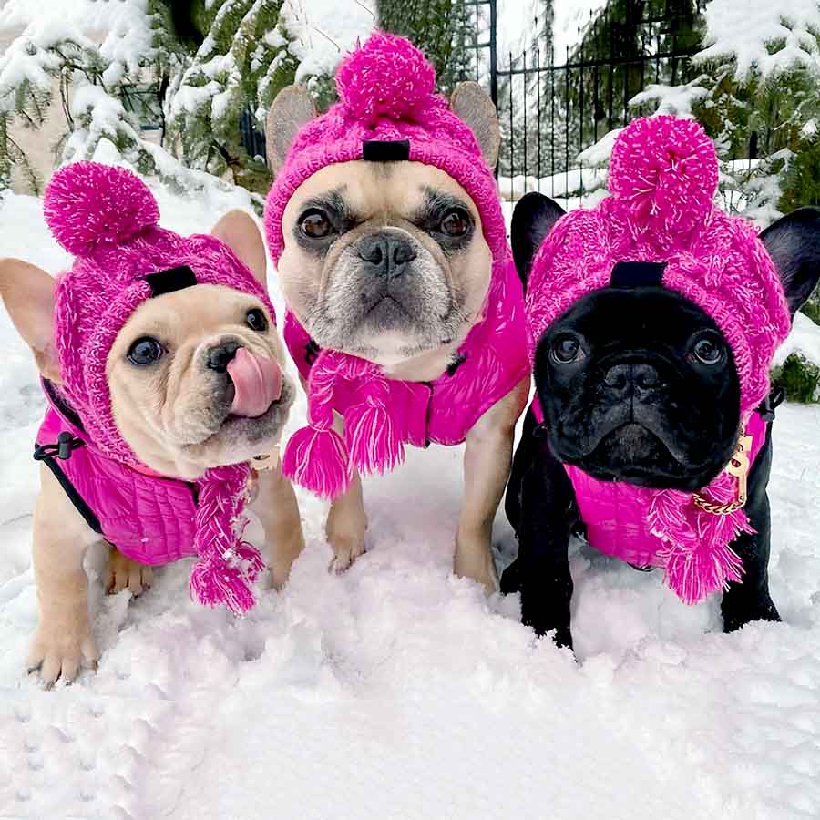 French Bulldogs standing in the snow, twinning it, wearing the Magenta Warm Me Up Dog Beanie from online dog clothing store they made me wear it.