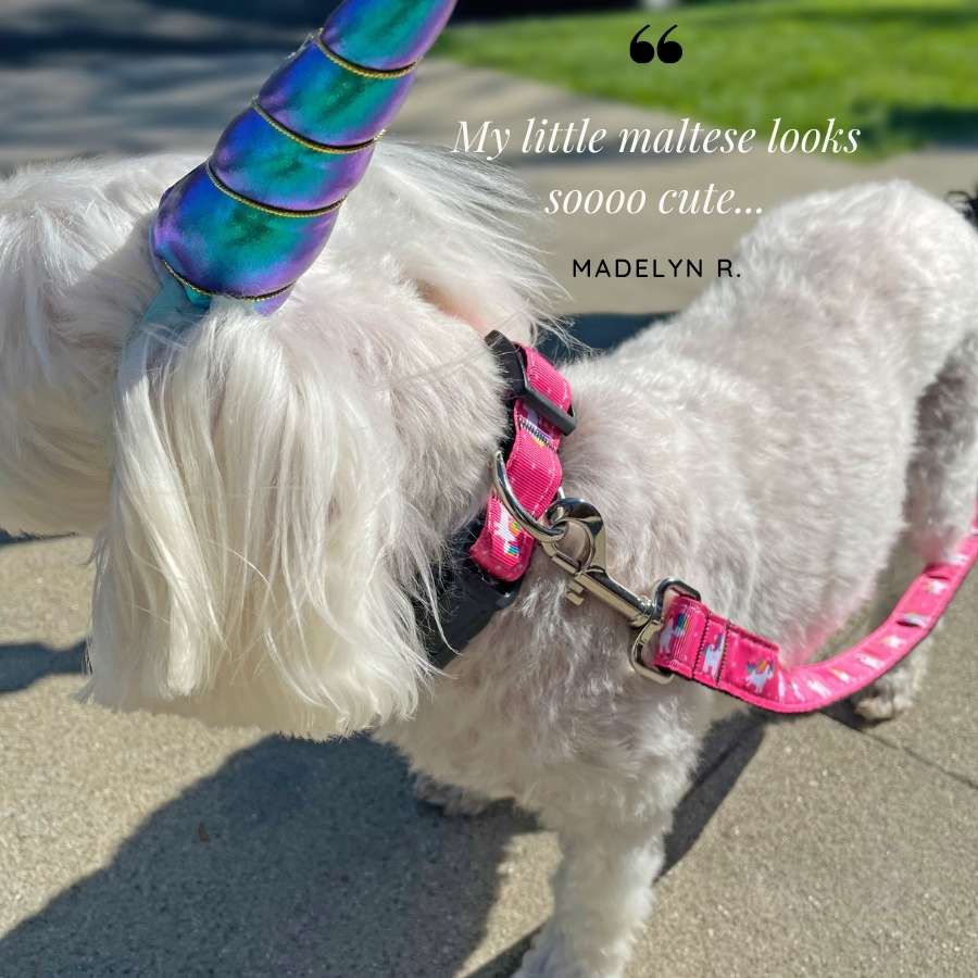 Customer quote: My little maltese looks soooo cute. Written by Madelyn R. Iridescent Violet Unicorn Horn for Dogs and the adorable Party Pink Unicorn Dog Collar and Leash Set from online dog clothing store they made me wear it.