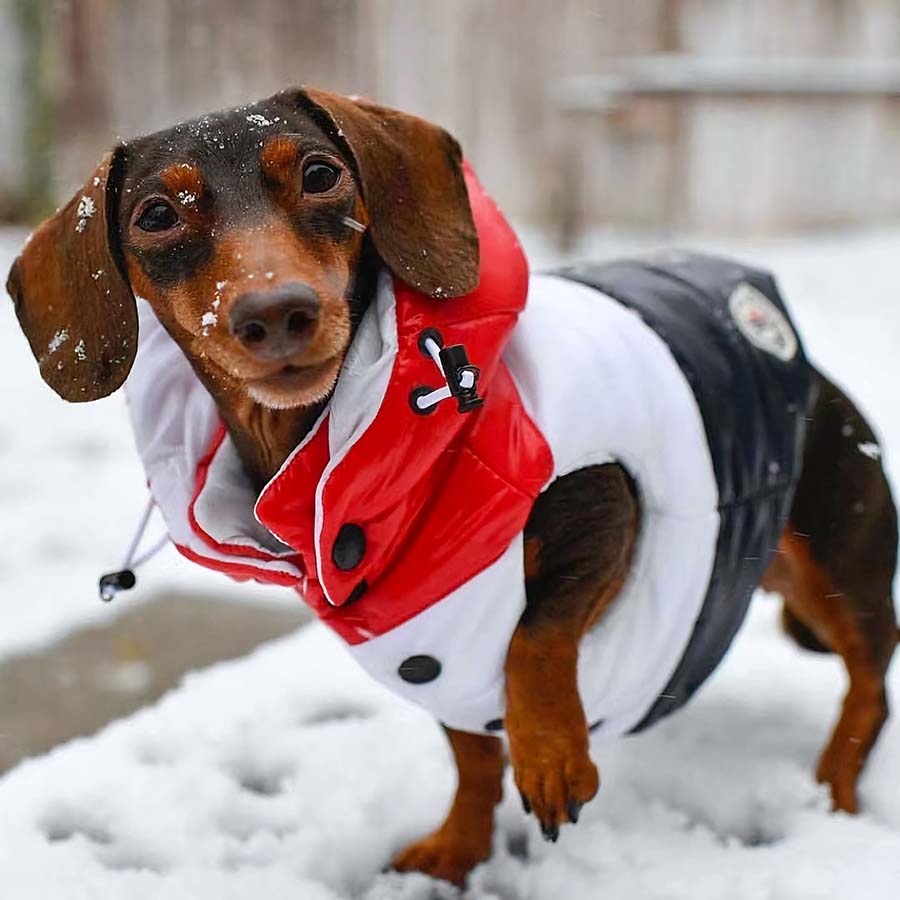 Dog deals jackets online