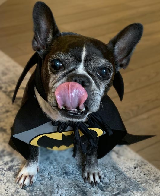 Dilla, French Bulldog and Boston Terrier mix wearing batman dog costume. The inspiration behind online dog clothing store, they made me wear it.