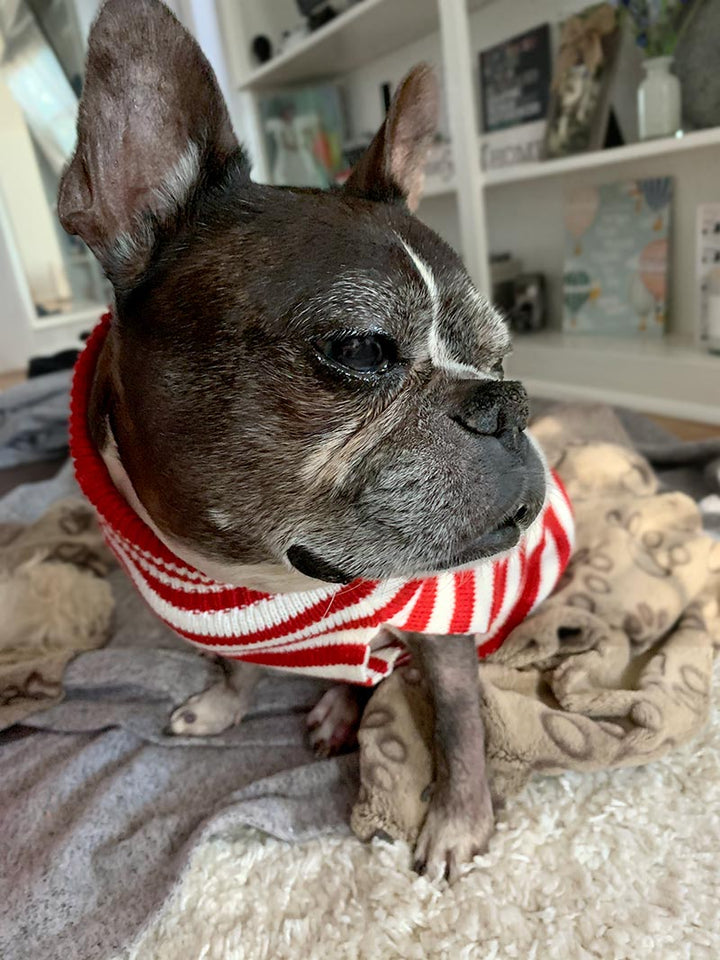 Dilla, French Bulldog and Boston Terrier mix wearing the ribbed Santa Claus Turtleneck for Dogs from online dog clothing store they made me wear it.