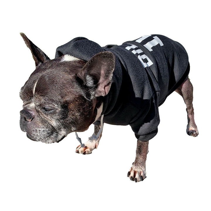Dilla, a French Bulldog & Boston Terrier mix, standing up and wearing the Personalized Dog Hoodie in Ebony from online dog clothing store they made me wear it.