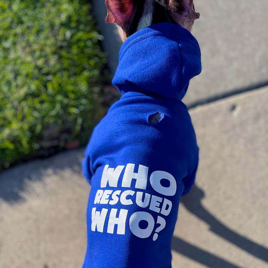 Dilla, a French Bulldog and Boston Terrier mix standing up and wearing the Who Rescued Who Royal Blue Dog Hoodie from online dog clothing store they made me wear it.