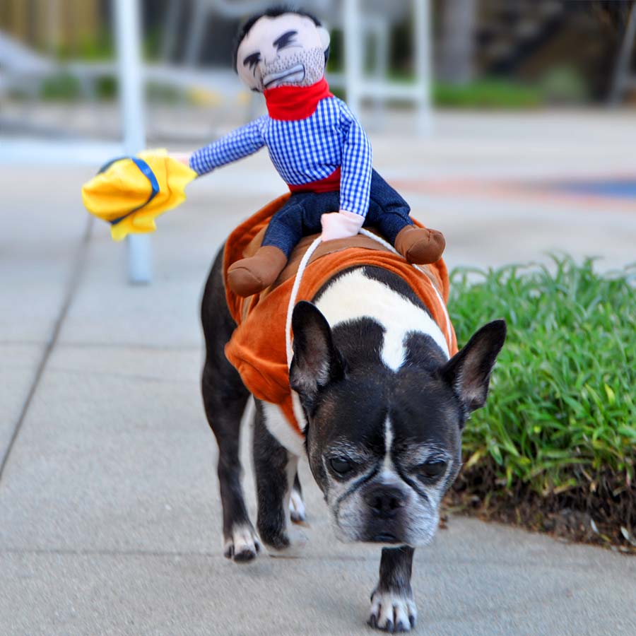 Dilla, a French Bulldog and Boston Terrier, walking and wearing the Ride’ Em Cowboy Dog Costume from online dog costume shop they made me wear it.