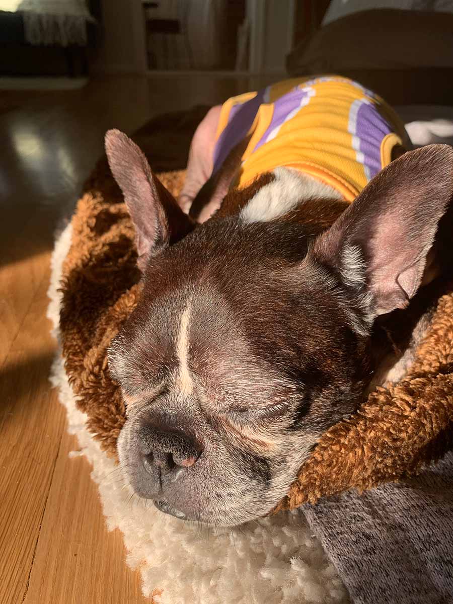 Dilla, French Bulldog and Boston Terrier mix laying down and wearing Los Angeles Lakers Jersey #24 from online dog clothing store they made me wear it.