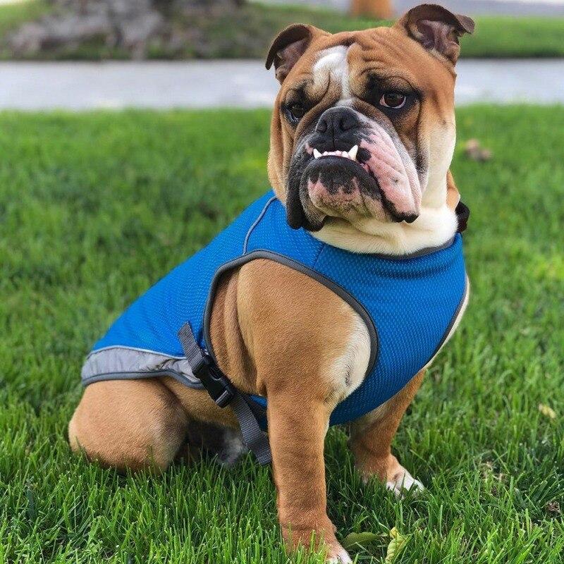 English Bulldog showing their teeth, wearing the Ocean Blue Dog Cooling Vest from online dog clothing store they made me wear it.
