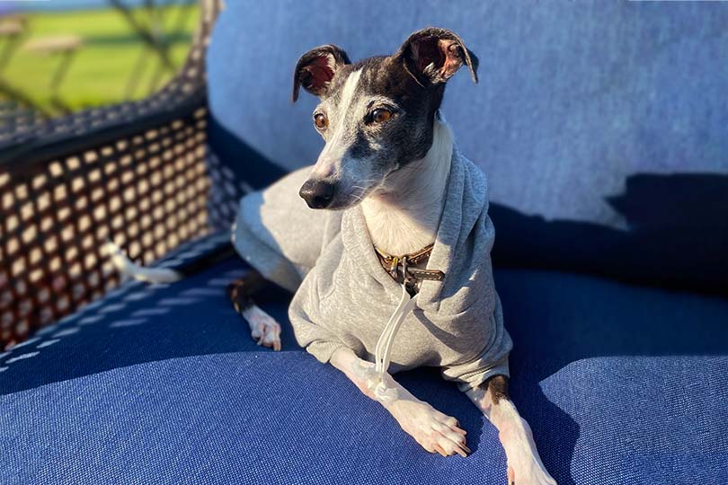 Beautiful greyhound named Nora wearing the comfy Personalized Dog Sweater in Heather Gray from online dog clothing store they made me wear it.
