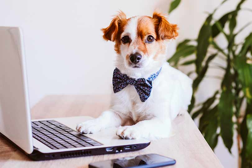 Adorable Jack Russell Terrier wearing a bow tie and sitting at the computer working. Sign up today for updates, exclusive offers & promotions. The first email includes a 10% discount code.