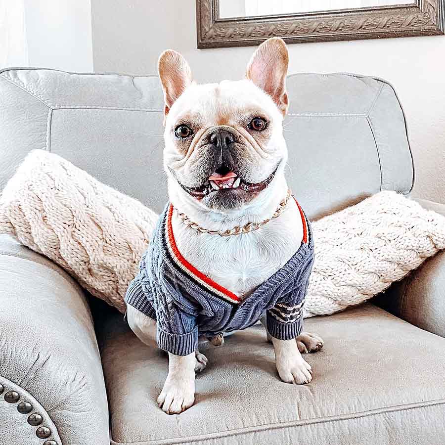 Instagrm Model Bochy, a French Bulldog, sitting on the couch wearing the Preppy Cable-Knit Dog Cardigan in Moonquake Gray from online dog clothing store they made me wear it.