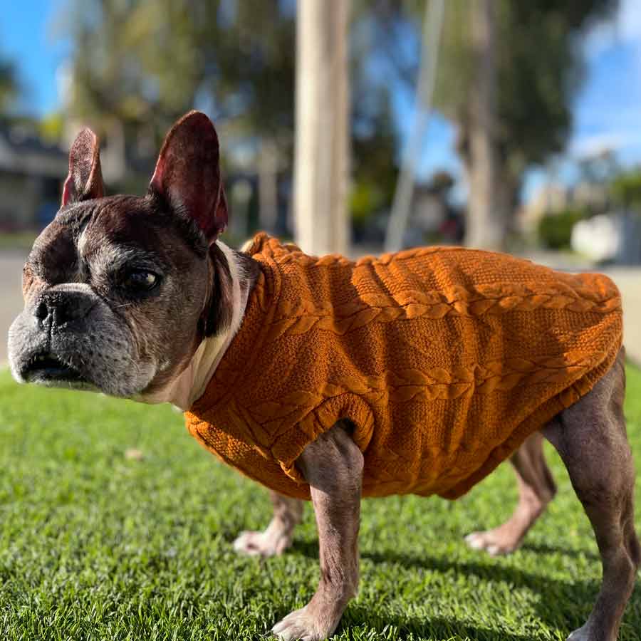 Dilla, a French Bulldog and Boston Terrier mix wearing the Copper Button Me Up Dog Sweater from online posh puppy boutique they made me wear it.