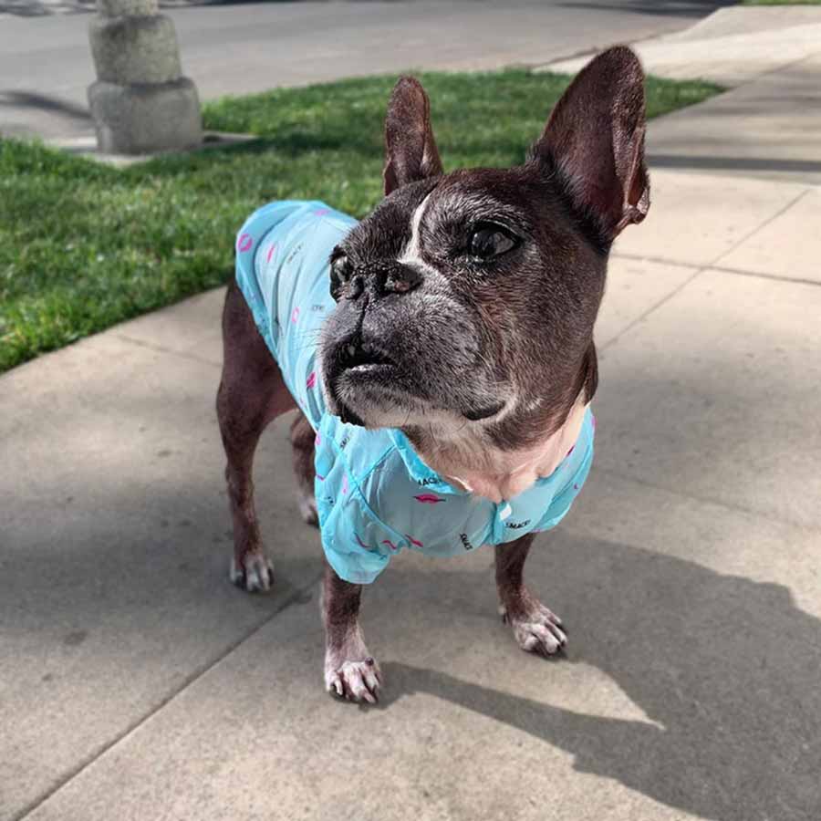 Dilla, a French Bulldog and Boston Terrier mix, out for afternoon walkies sporting the Capri Anti-UV Sun Protection Dog Hoodie from online dog clothing store they made me wear it.