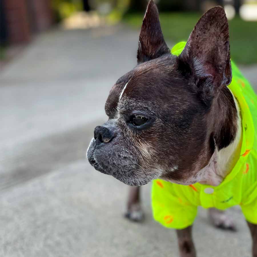 Dilla, a French Bulldog and Boston Terrier mix, out for afternoon walkies sporting the Lemon Anti-UV Sun Protection Dog Hoodie from online dog clothing store they made me wear it.