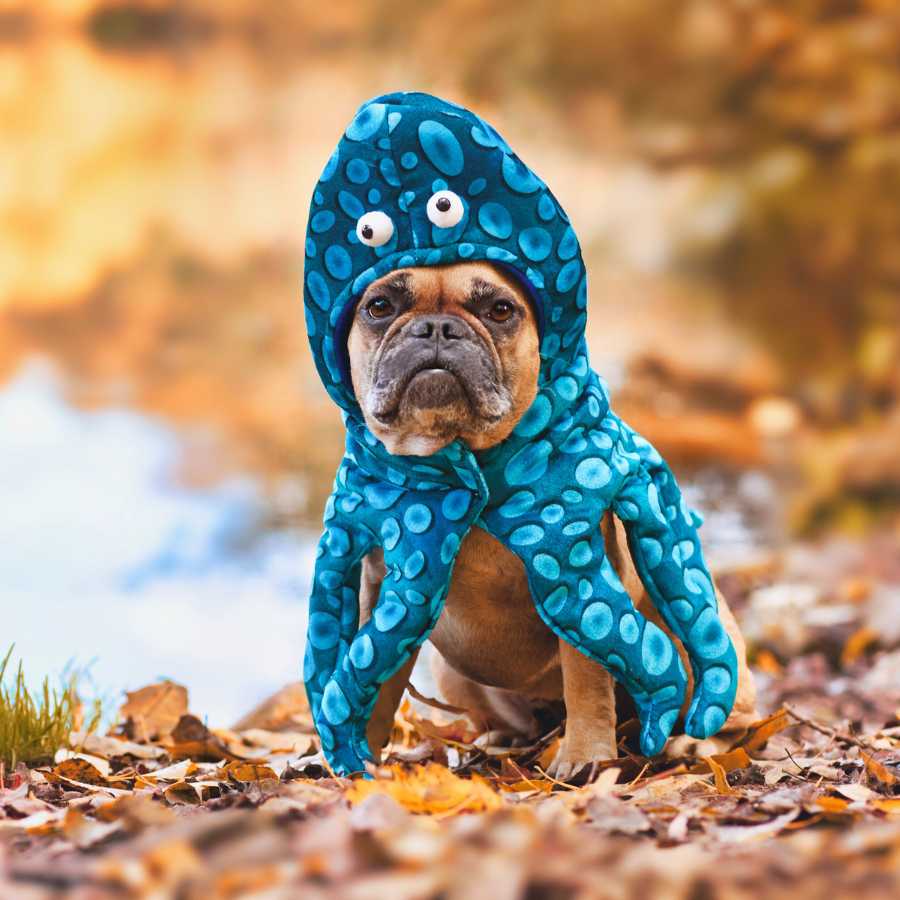 French Bulldog looking forward and surrounded by leaves, wearing adorable Octo-Paws Halloween Dog Costume from online dog clothing store they made me wear it.