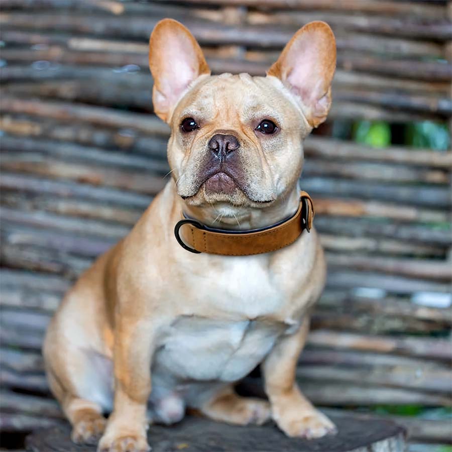 French Bulldog wearing the Personalized Leather Dog Collar in Milk Chocolate from online dog clothing store they made me wear it. Customize the collar with your dog's name and contact number.