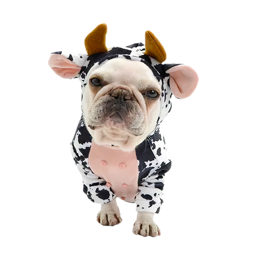 French Bulldog sitting and looking at the camera wearing the adorable Cow Halloween Dog Costume from online dog clothing store they made me wear it.