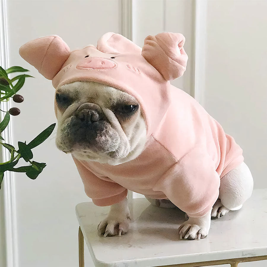 French Bulldog standing on a table wearing Piglet Dog Hoodie Halloween Dog Costume from online dog clothing store they made me wear it.