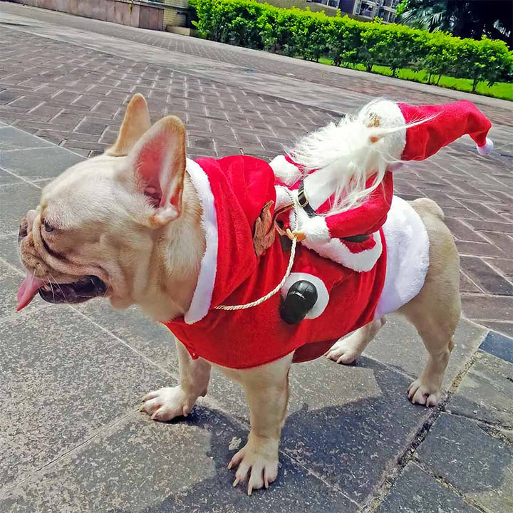 French Bulldog standing on the sidewalk with tongue sticking out, wearing the Festive Santa Paws Dog Costume from online dog clothing store they made me wear it.