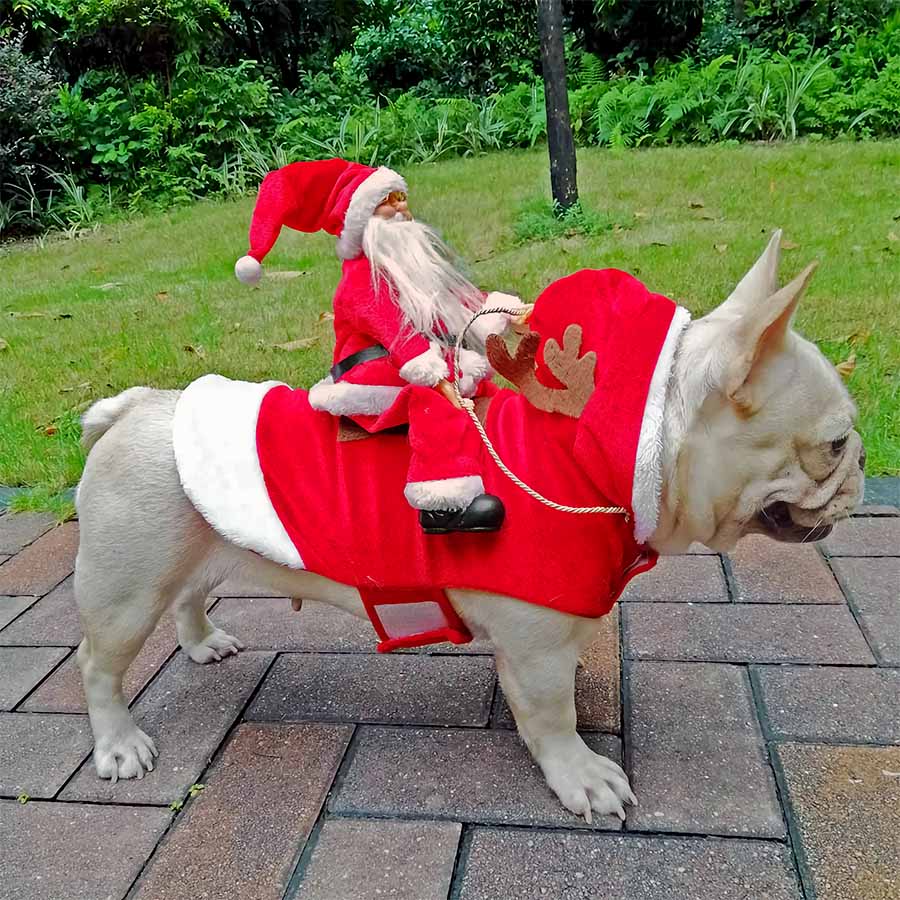 French Bulldog standing on the sidewalk, wearing the Festive Santa Paws Dog Costume from online dog clothing store they made me wear it.