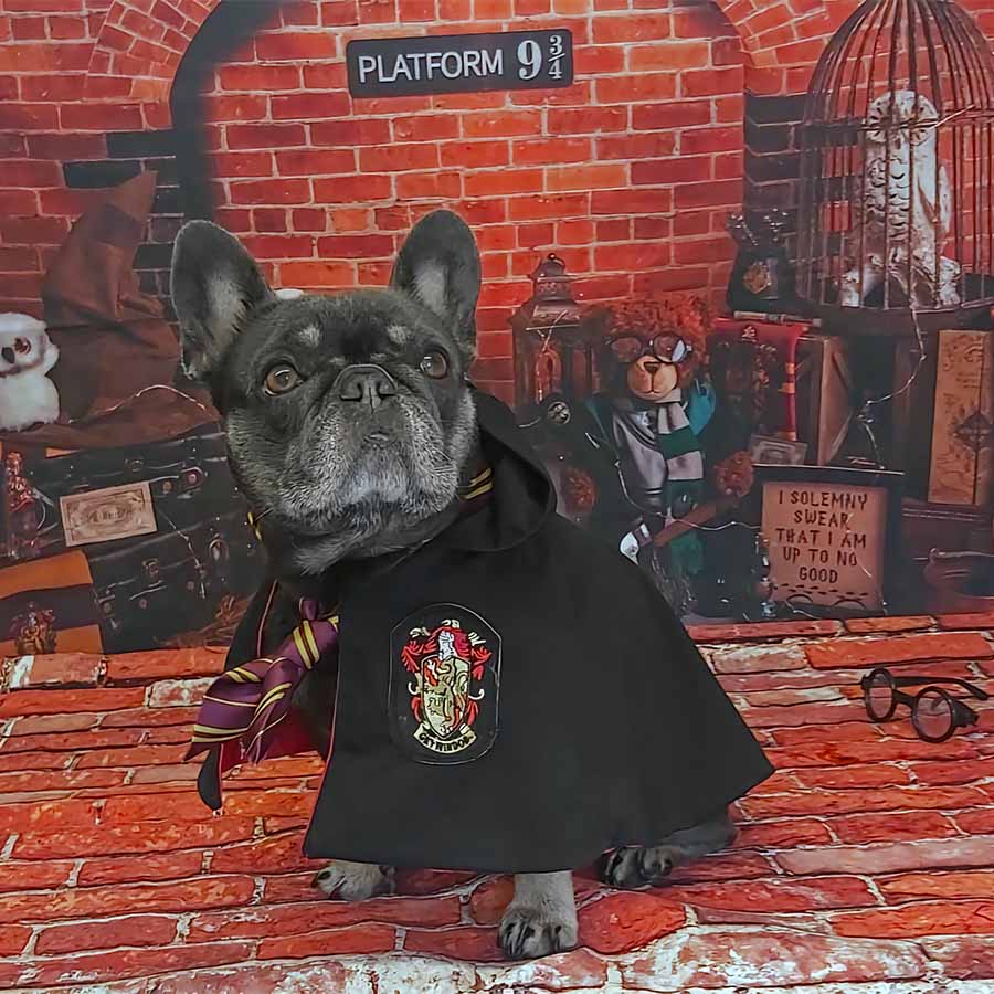 French Bulldog wearing the Harry Pupper Gryffindog Dog Costume  - Magical Dog Cloak Ensemble for Halloween at Hogwarts train station from online dog costume shop they made me wear it.