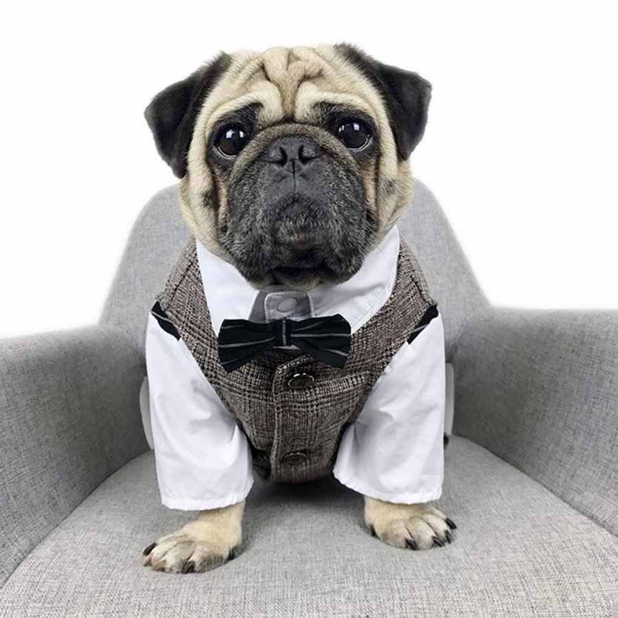 Pug wearing the Plaid Suit Vest in Khaki and Crisp White Shirt with Matching Bow Tie from online posh pupy boutique they made me wear it. Also, available in Charcoal.