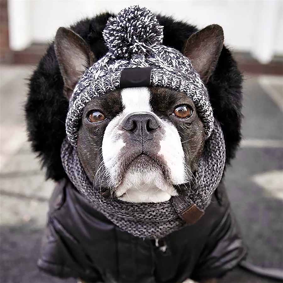 French Bulldog wearing a winter coat, chunky scarf and Graphite Warm Me Up Dog Beanie from online dog clothing store they made me wear it.
