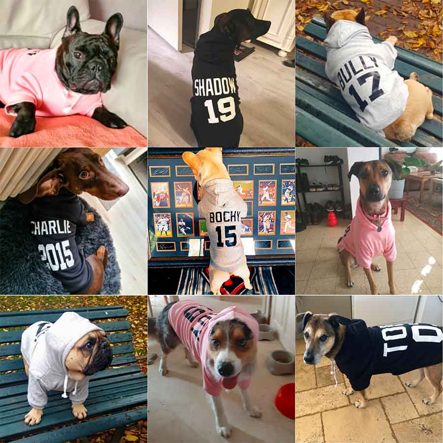 Bulldogs, Dachshund, Chinook, Anatolian Shepherd, Border Collie Australian Shepherd mix, wearing the Personalized Dog Hoodie from online dog clothing store they made me wear it. Available in 3 different colors Neutral Gray, Blush and Ebony.