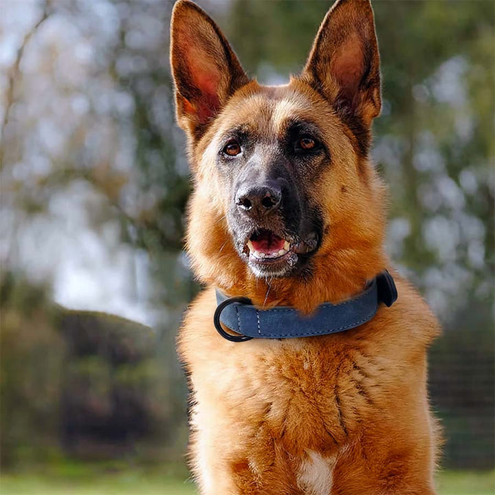 German Shepherd wearing the Personalized Leather Dog Collar in Steel Blue from online dog clothing store they made me wear it. Customize the collar with your dog's name and contact number.