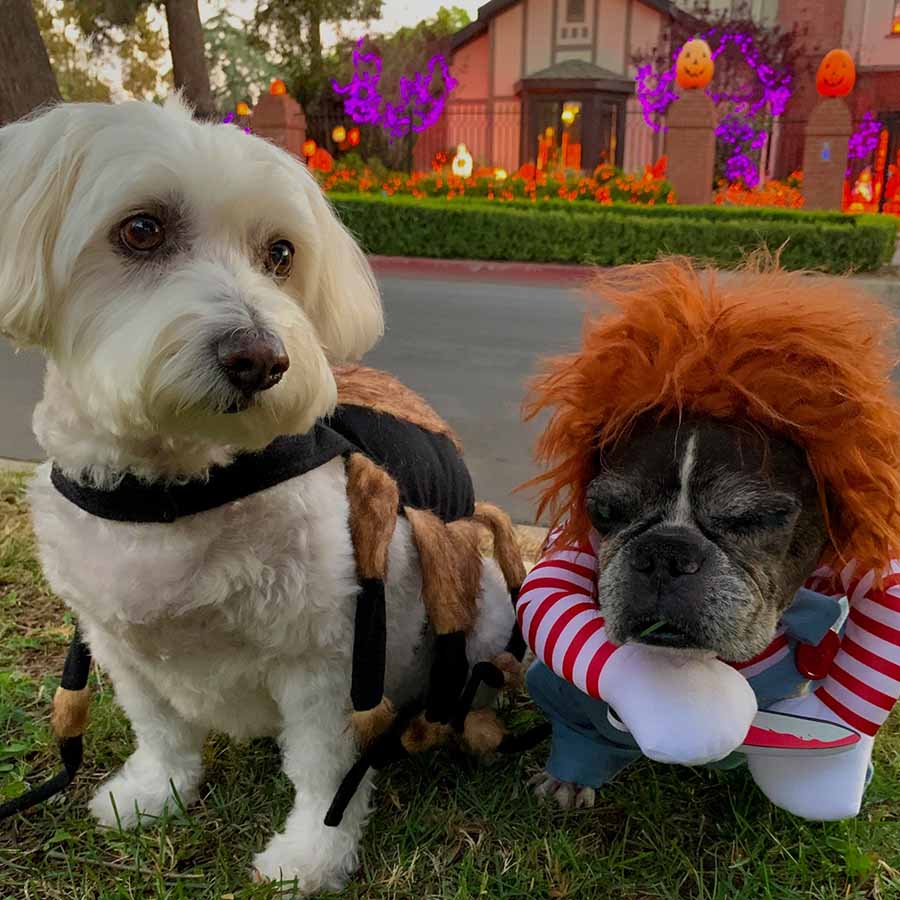 Willow, a Bichon mix, wearing the Tarantula Dog Costume and her baby brother Dilla, a French Bulldog and Boston Terrier mix, wearing the Chucky Doll Deadly Killer Halloween Dog Costume from online dog costume shop they made me wear it.