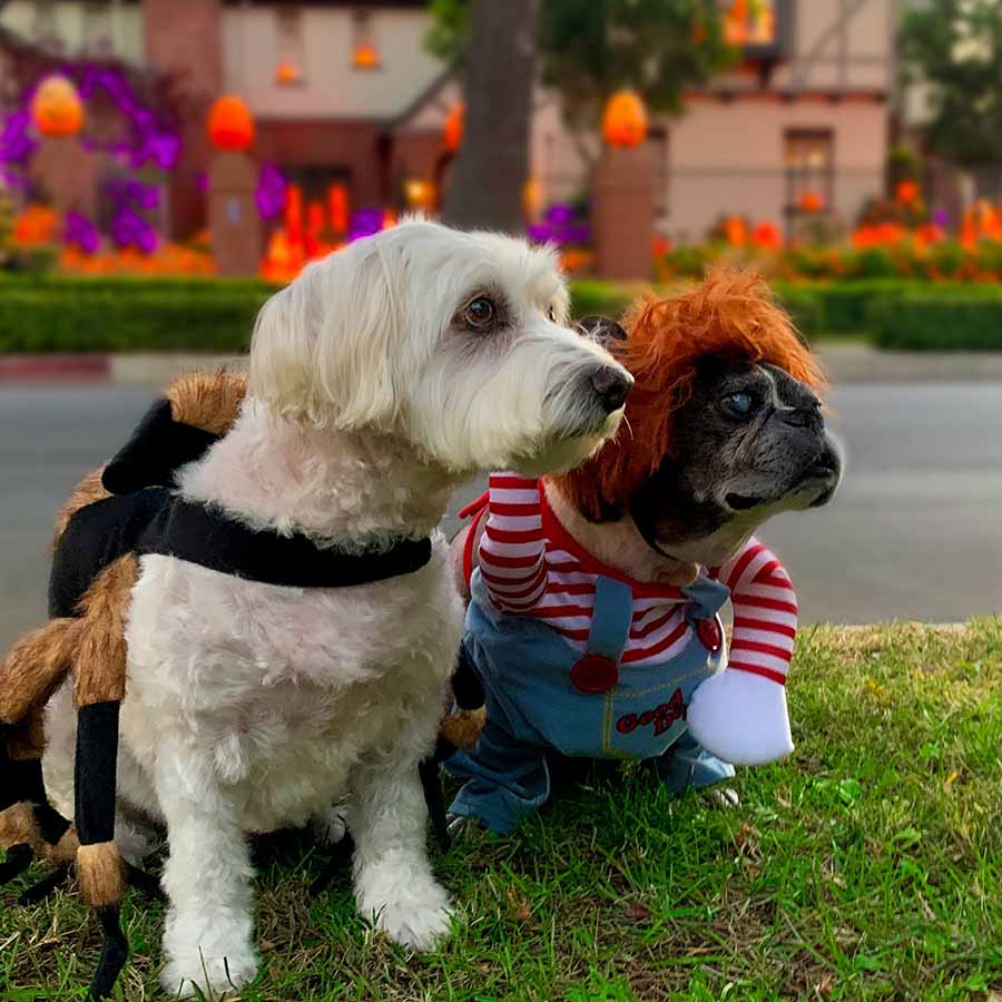 Willow, a Bichon Frise, Maltese and Havanese mix, wearing the Tarantula Halloween Dog Costume with her baby brother Dilla, a Boston Terrier mix, wearing the Chucky Doll Deadly Killer Halloween Dog Costume from online dog costume shop they made me wear it.