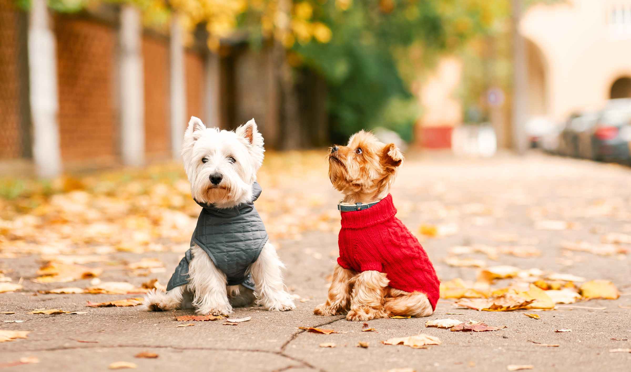 Puppy sales clothing store