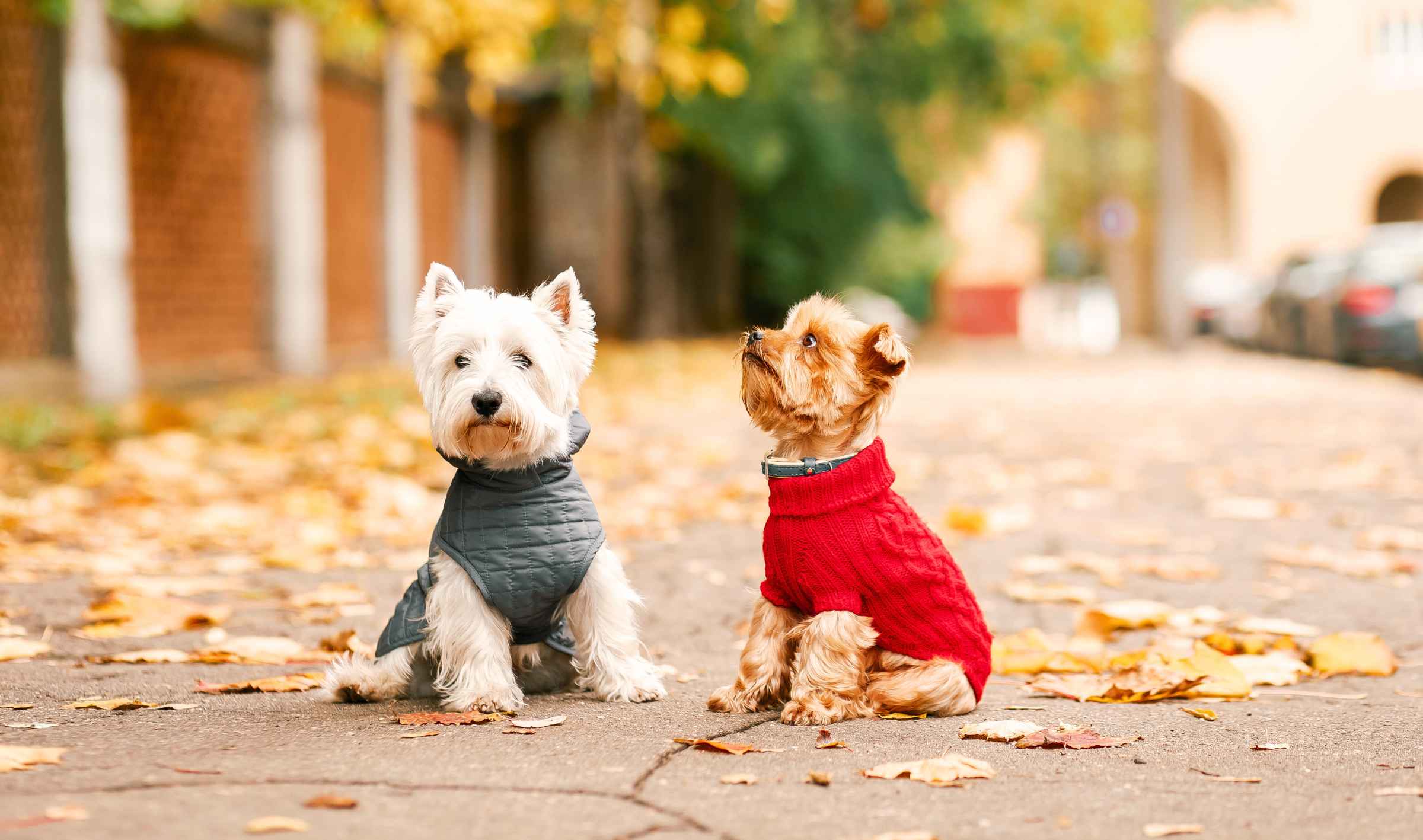 Dog Clothes, Dog Apparel, Dog Hoodie & Outfits
