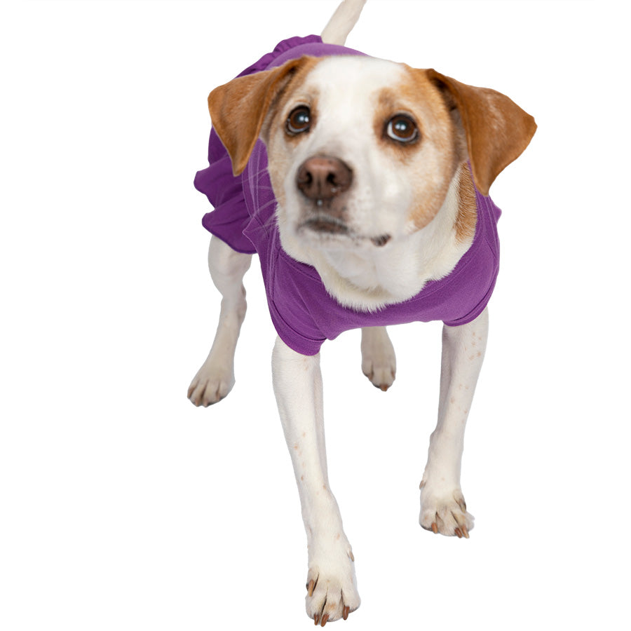 Jack Russell / Rat Terrier standing up wearing the Embroidered Unicorn Dog Dress in Violet from online posh puppy boutique they made me wear it.