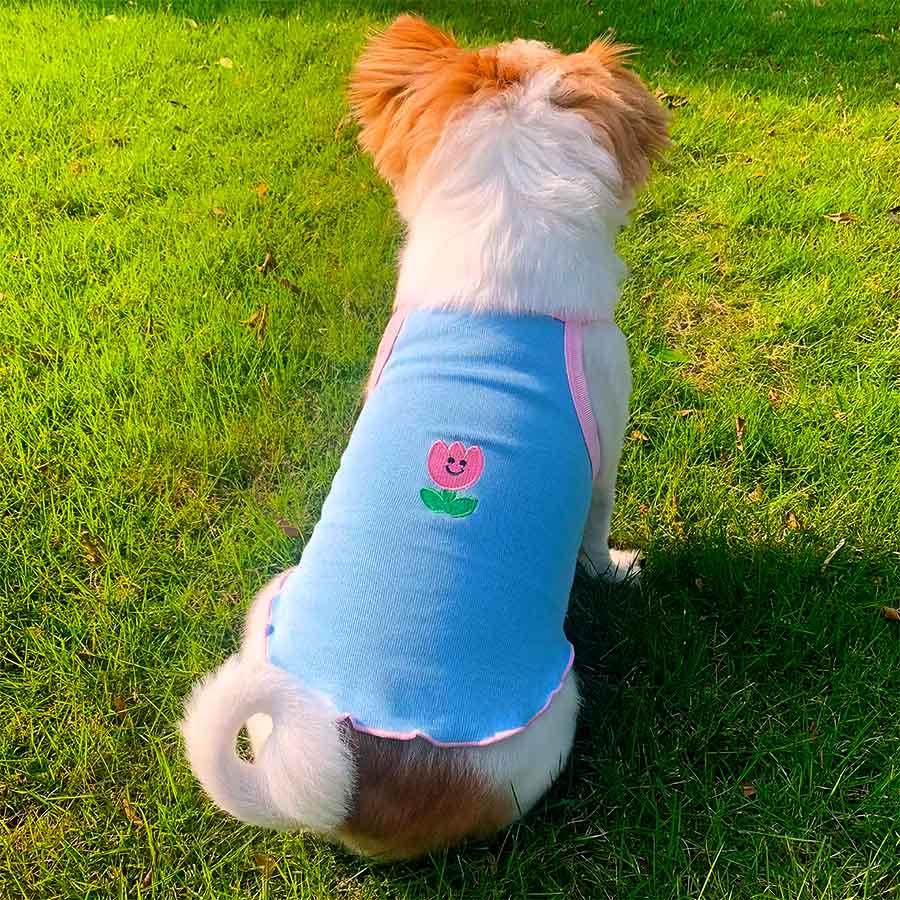 Long Hair Chihuahua sitting down showing off the back of the Blue Tulip Camisole for dogs from online dog clothing store they made me wear it.
