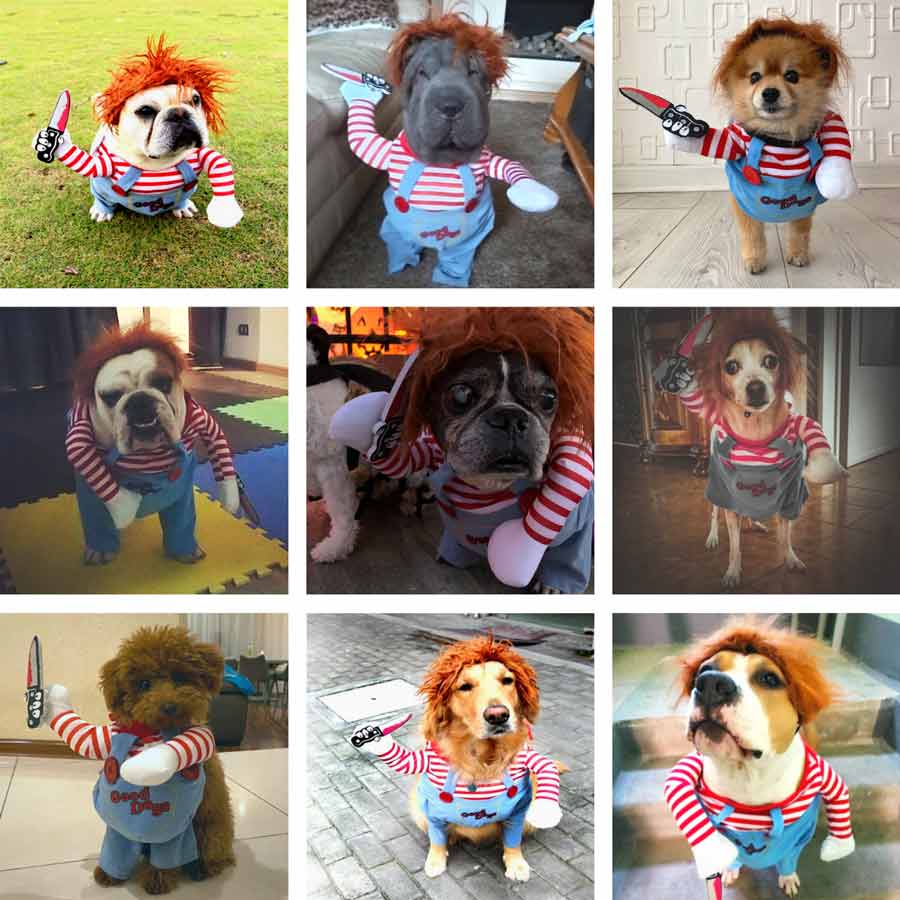 French Bulldog, Shar Pei, Pomeranian, English Bulldog, Boston Terrier, Chihuahua, Toy Poodle, Golden Retriever and Beagle all wearing the Chucky Doll Deadly Killer Dog Costume from online dog costume shop they made me wear it.