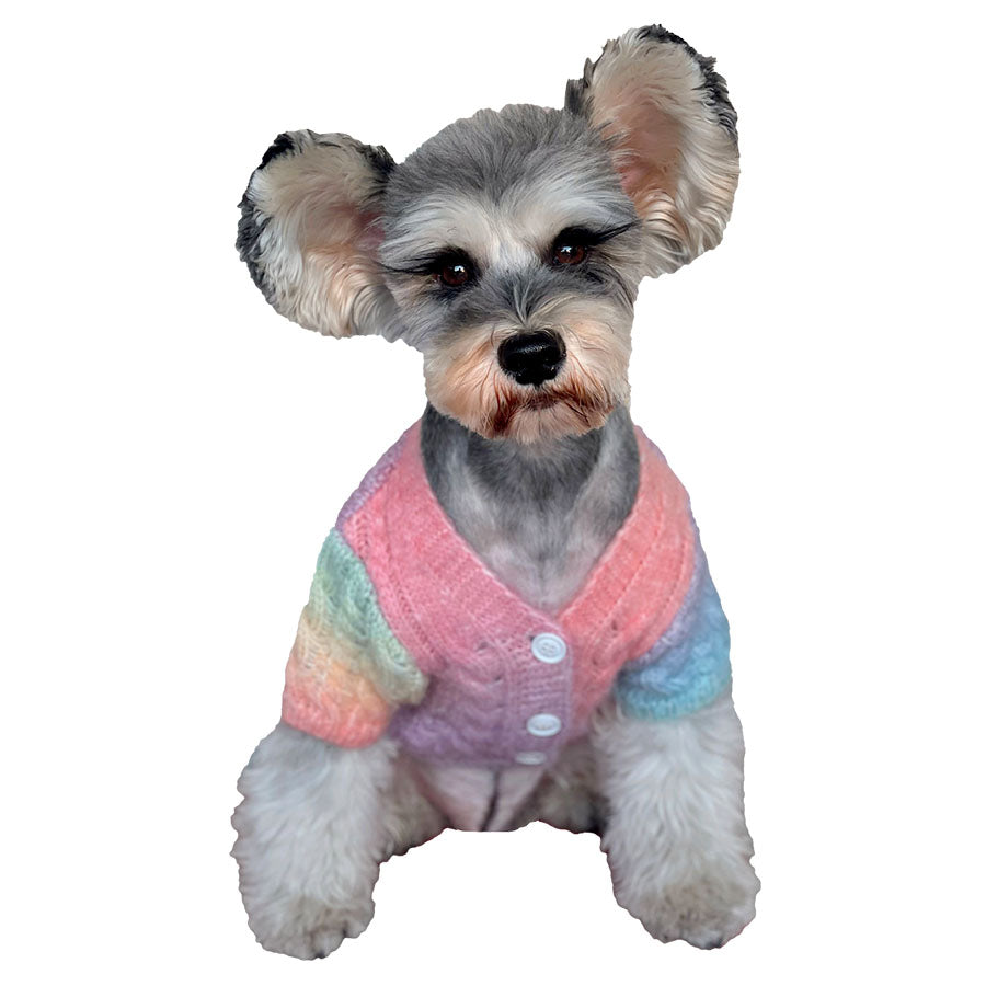 Papillon Maltese sitting down, wearing the adorable Rainbow Wool-Knitted Dog Cardigan from online dog clothing store they made me wear it.