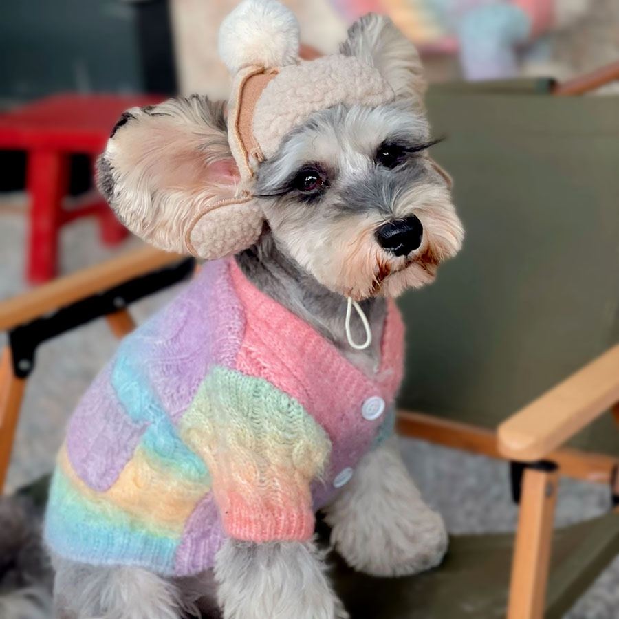 Papillon Maltese sitting down, wearing a Pom-Pom Hat and the adorable Rainbow Wool-Knitted Dog Cardigan from online dog clothing store they made me wear it.