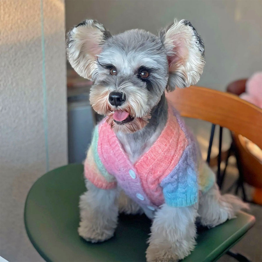 Papillon Maltese sitting wearing the adorable Rainbow Wool-Knitted Dog Cardigan from online dog clothing store they made me wear it.