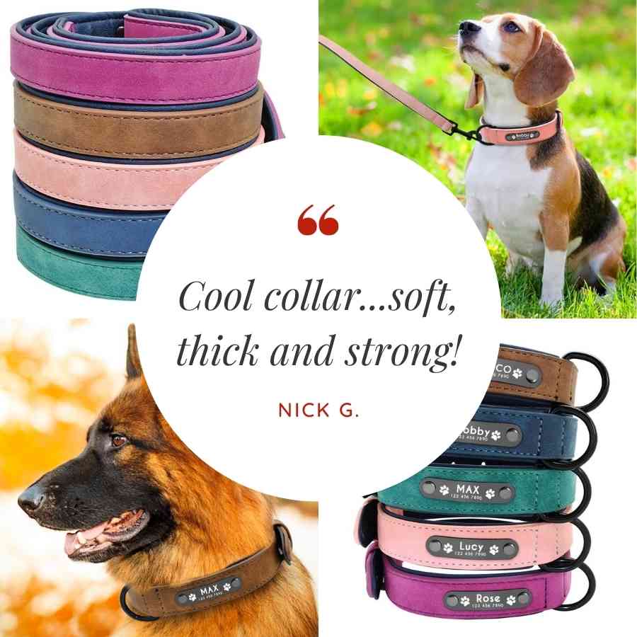 Dog name shop collars online