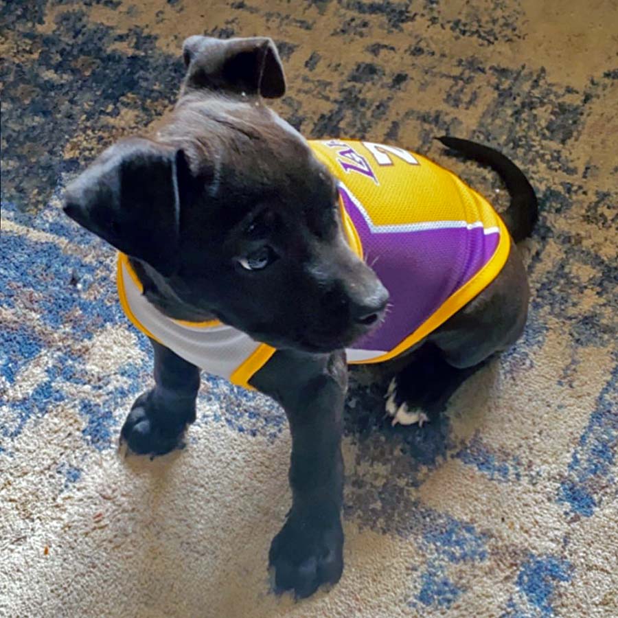 Pitbull Puppy sitting down and wearing Los Angeles Lakers Jersey #24 from online dog clothing store they made me wear it.