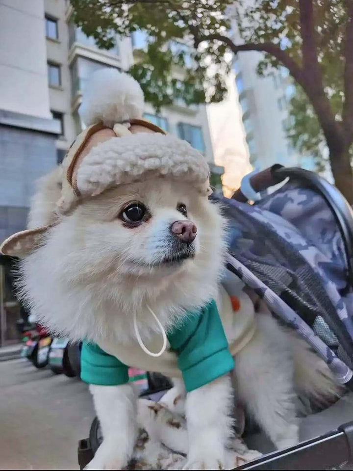 Pomeranian standing up in a stroller wearing the Winter Dog Trapper Cap from online dog clothing store at they made me wear it.