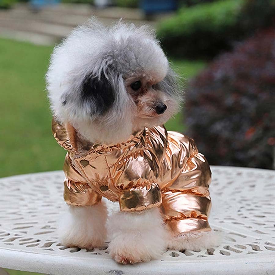 Adorable Poodle wearing the Electric Gold Metallic Bubble Dog Jacket from the online dog clothing store they made me wear it.