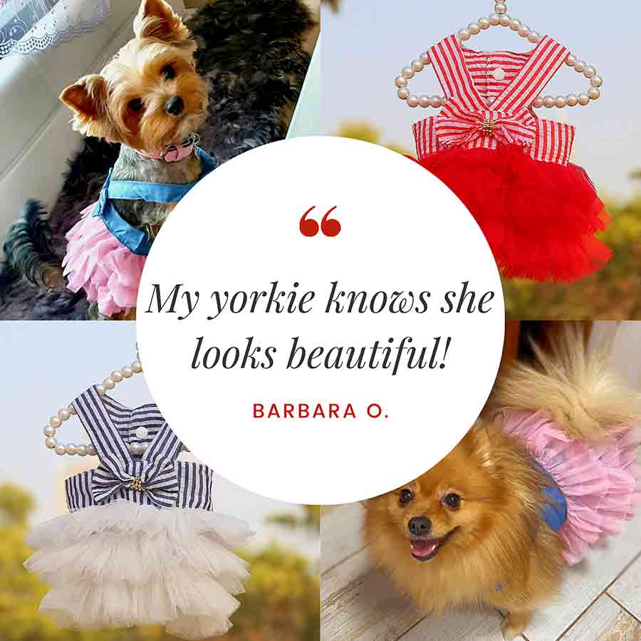 Customer Quote: My yorkie knows she looks beautiful! Written by Barbara O. Princess Tulle Lace Dog Dress from online posh puppy boutique they made me wear it.