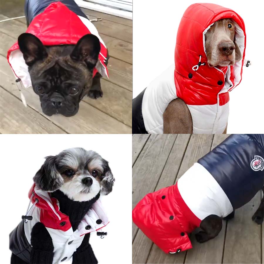 French Bulldog, Pitbull, Maltese wearing Puffer Dog Jacket with a Detachable Hood from the online dog clothing store they made me wear it.