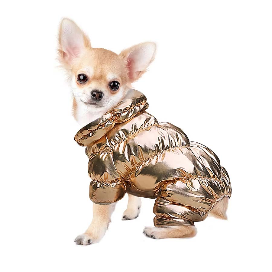 Adorable chihuahua puppy wearing an Electric Gold Metallic Bubble Dog Jacket from online dog clothing store they made me wear it.