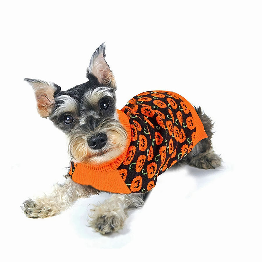 Schnauzer puppy laying down, wearing the adorable Pumpkin Dog Sweater from online clothing store they made me wear it.