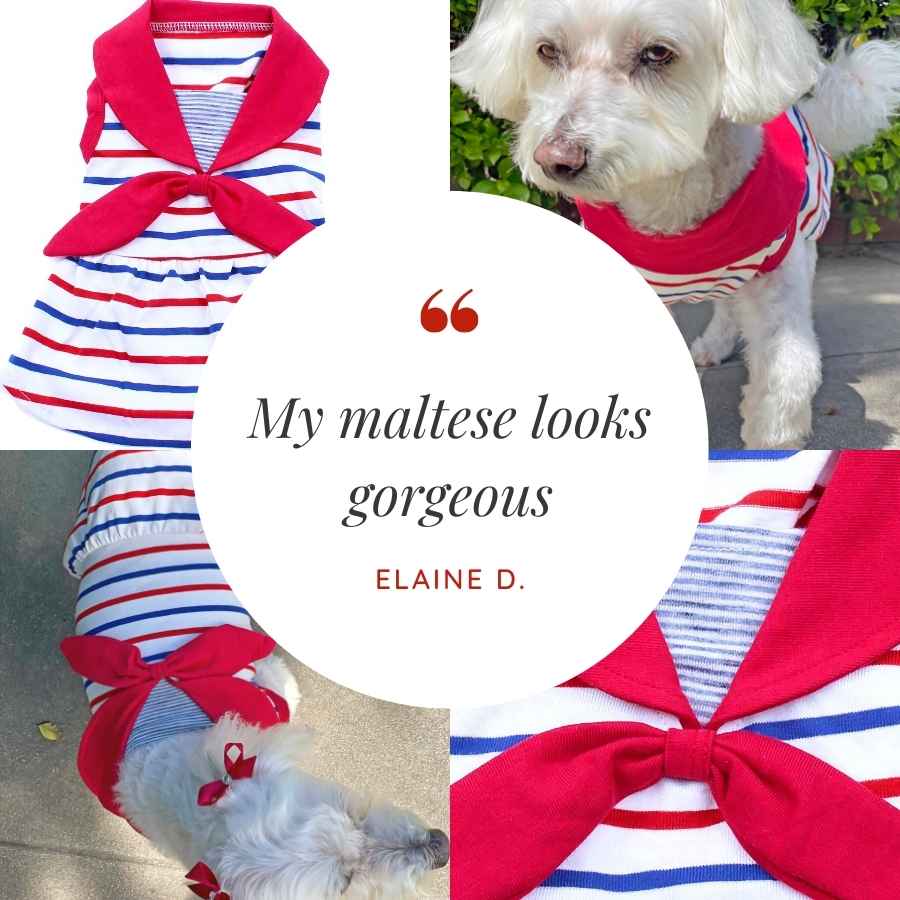 Customer Quote: My maltese looks gorgeous. Written by Elaine D. Sailor Dog Dress from online dog clothing store they made me wear it.